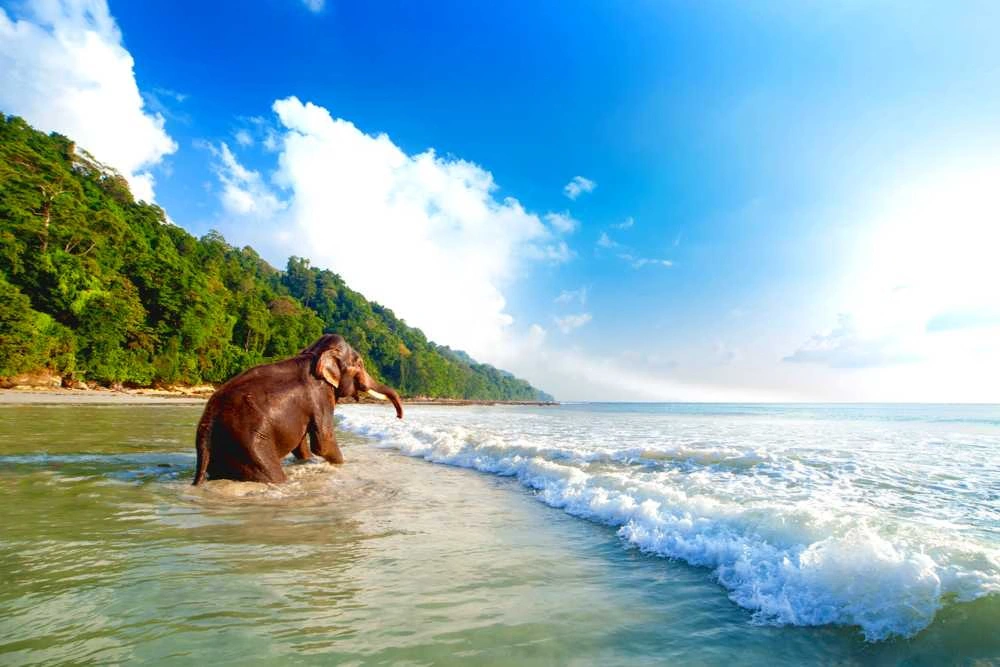Elephant Bathing in Elephant Beach Havelock
