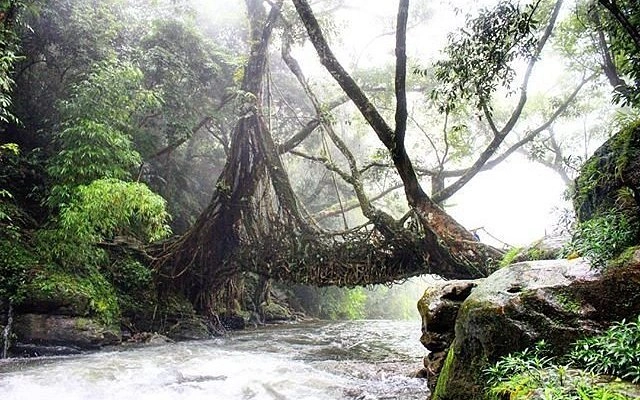 Living root bridge Meghalaya